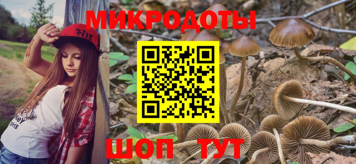 Псилоцибиновые грибы Psilocybe Протвино